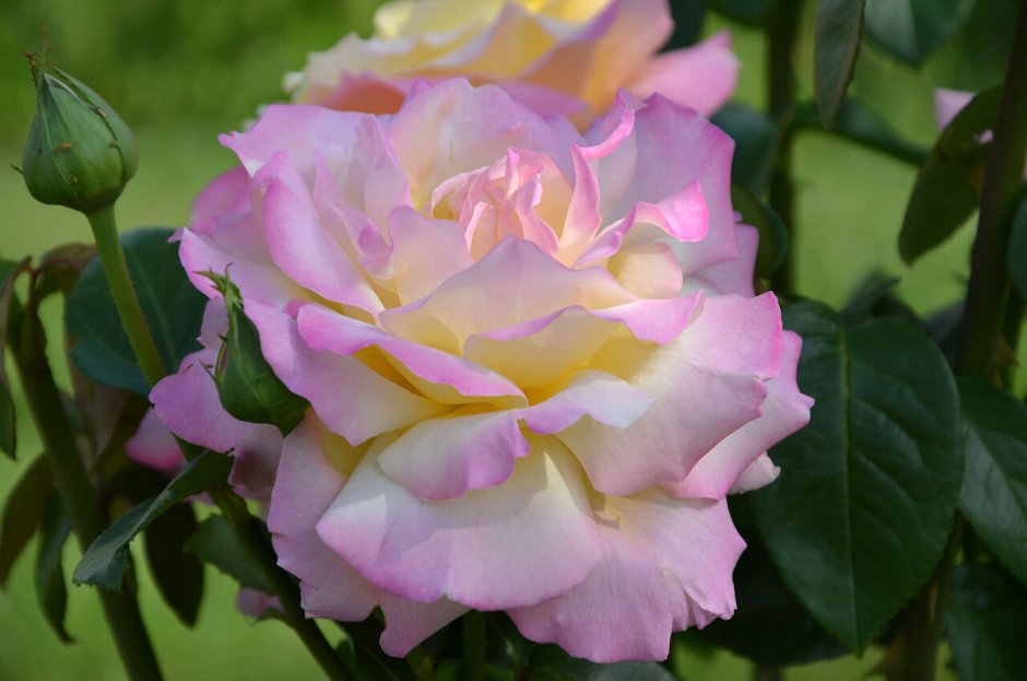 Домашний цветовод Королевские гибридные розы