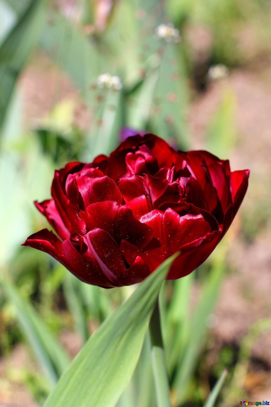 Тюльпан абба махровый