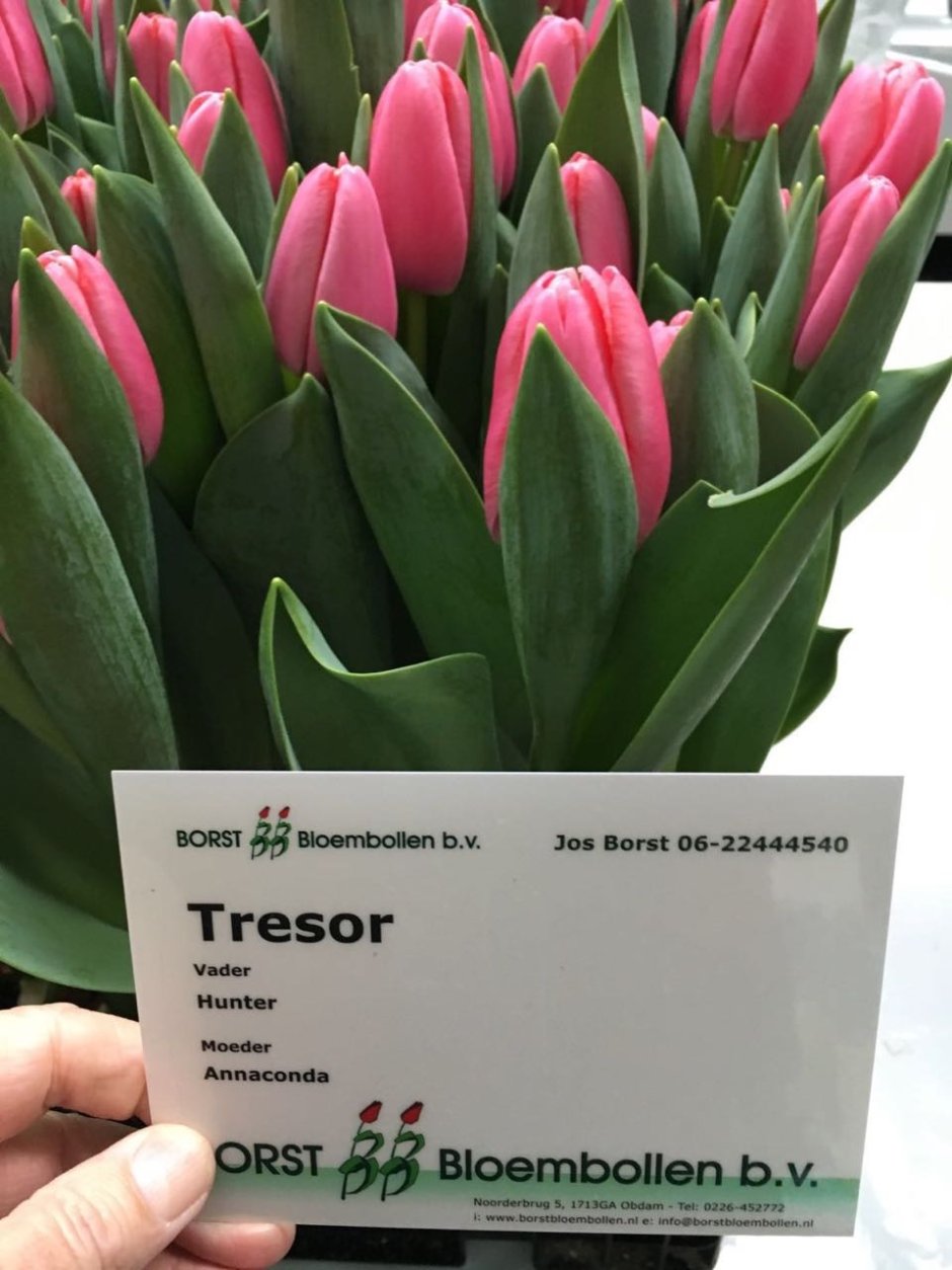Сорт тюльпанов Tresor