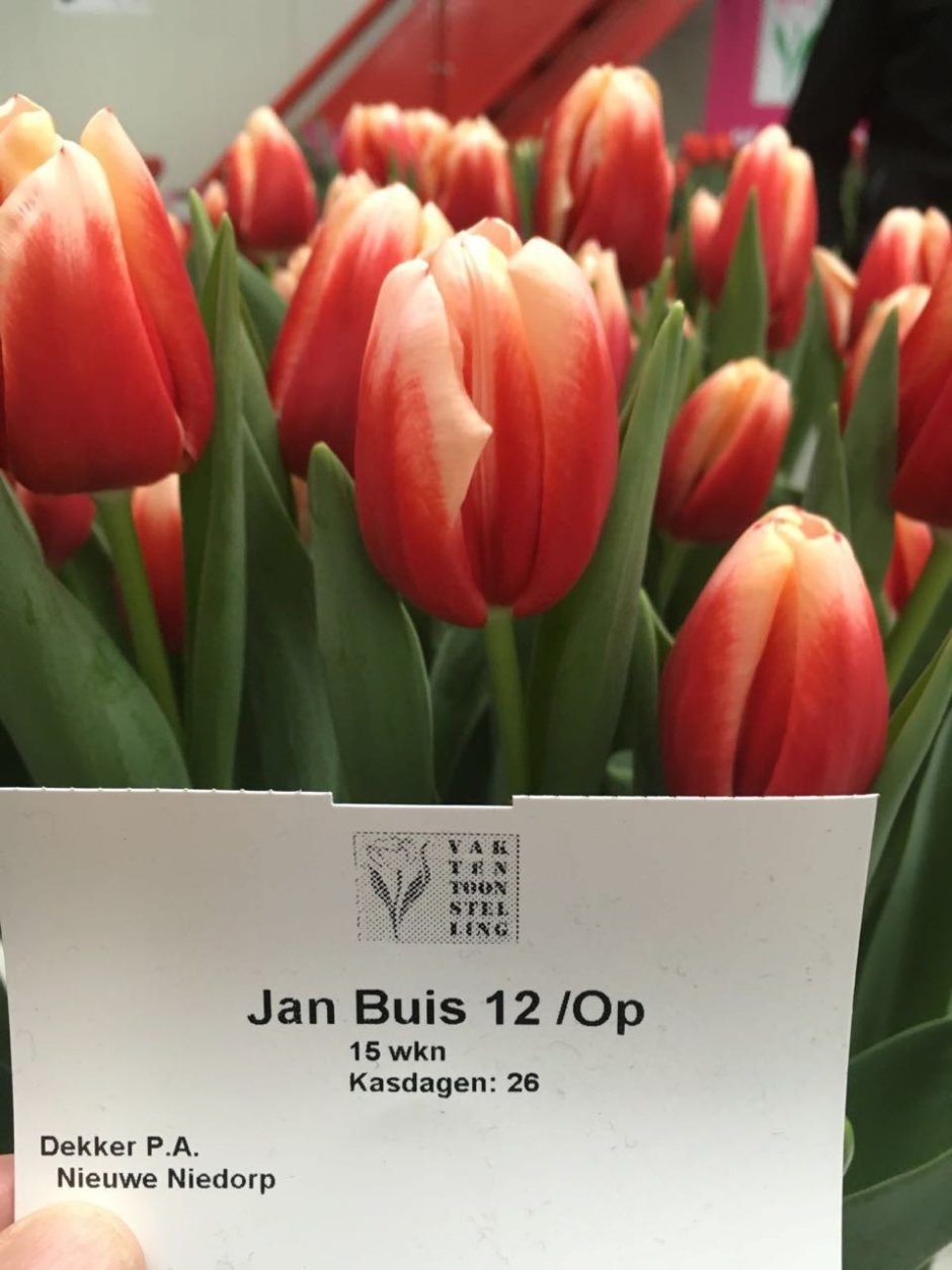 Тюльпан Jan buis