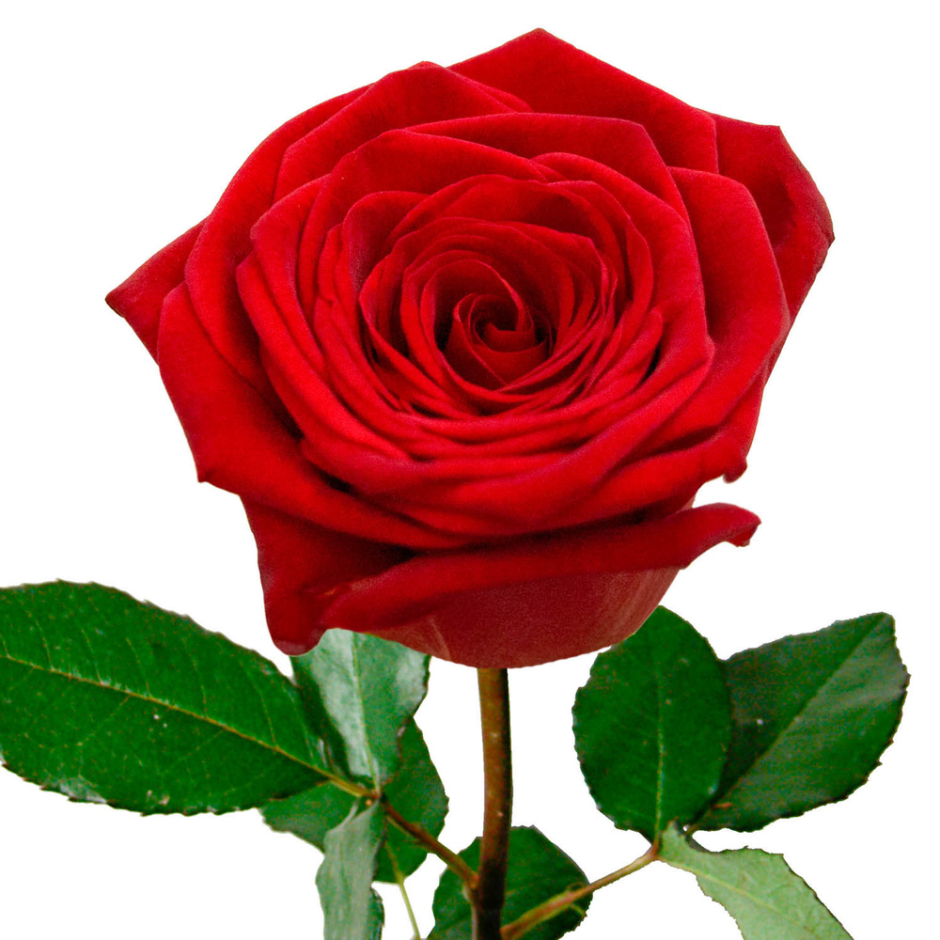 Розы ред Наоми розовые