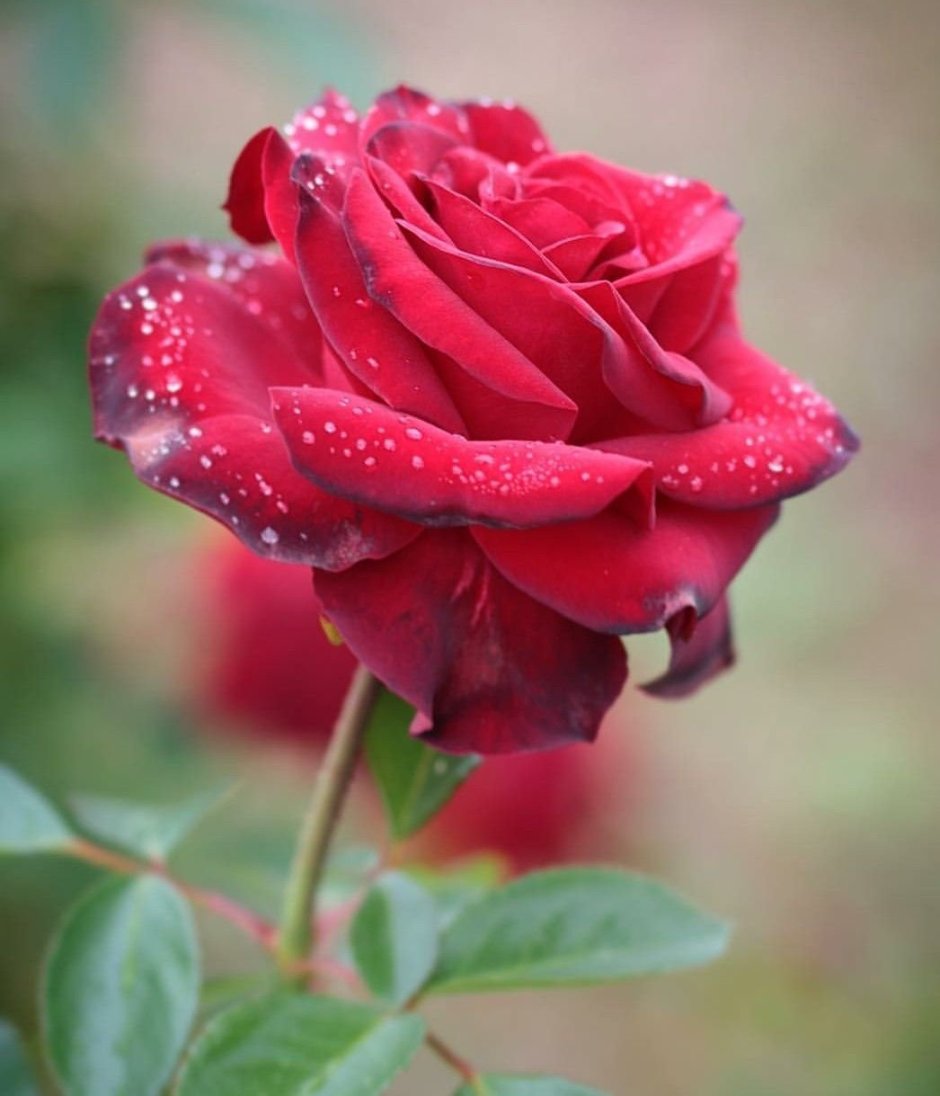 Роза сорт Королевский бархат
