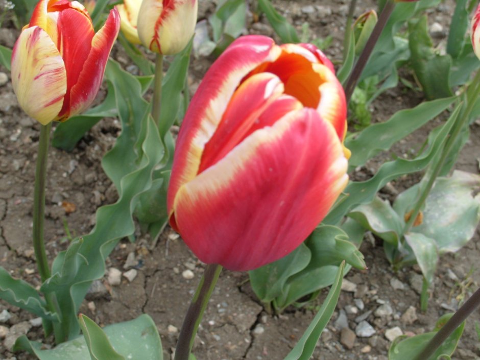 Madame spoors тюльпаны