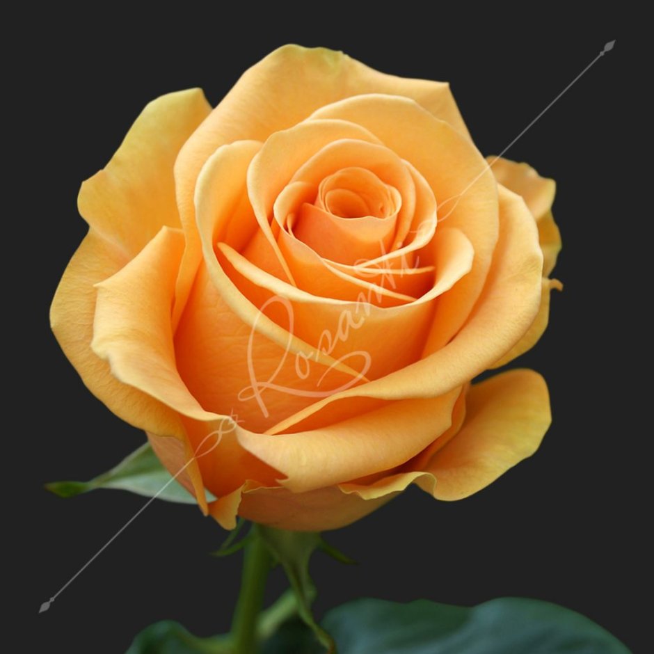 Роза сорт Аубаде