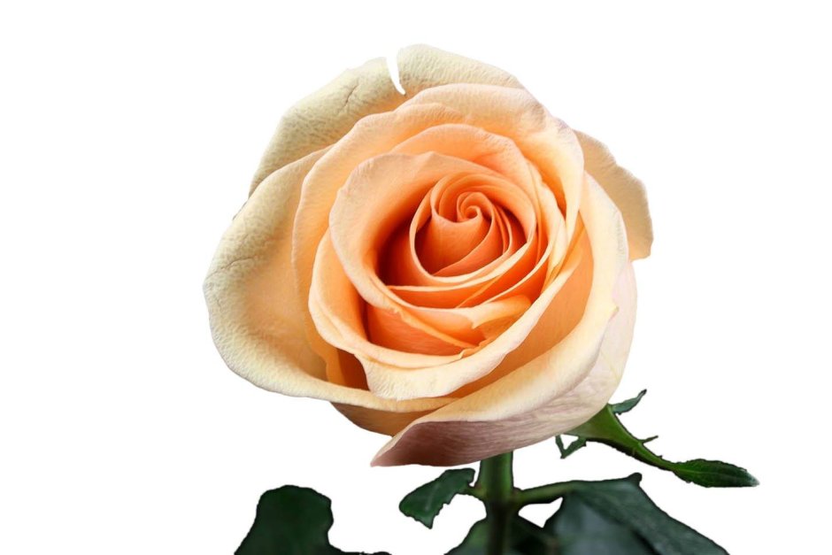 Роза сорт Кумбия