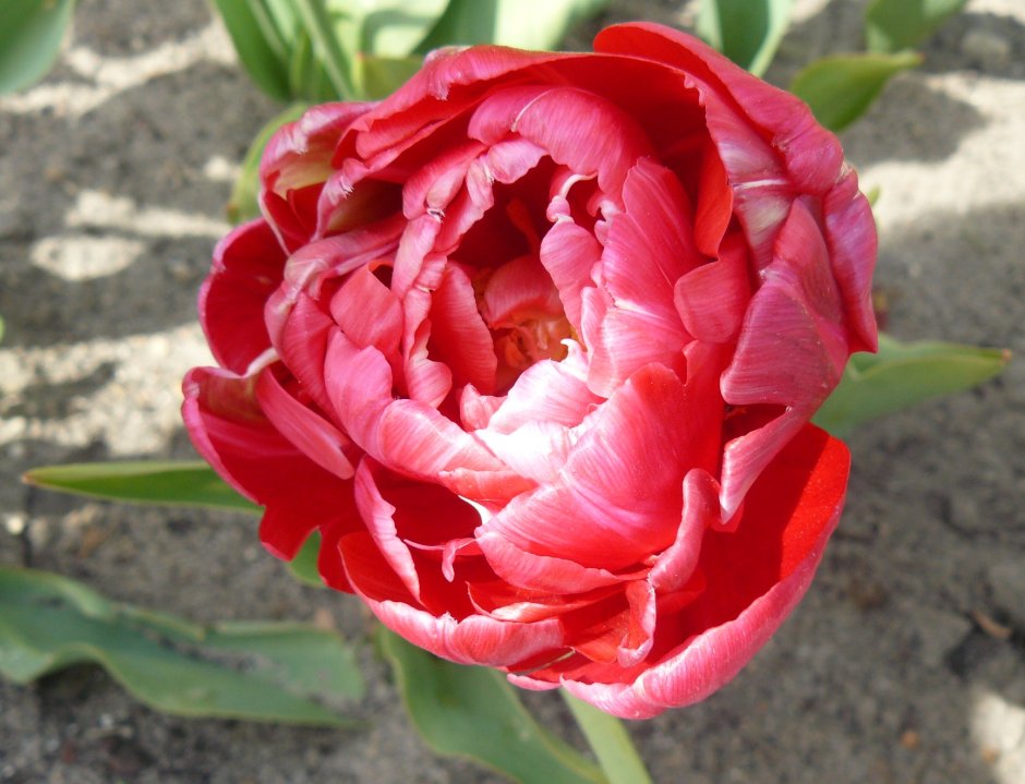 Тюльпан махровый Реноун Юник