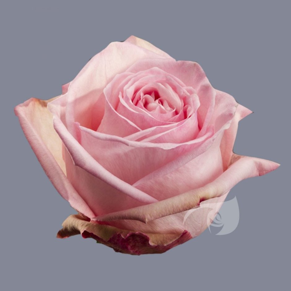 Ohara роза Эквадор