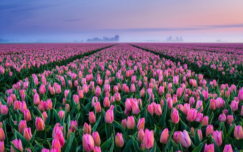 Плантации тюльпанов в Нидерландах
