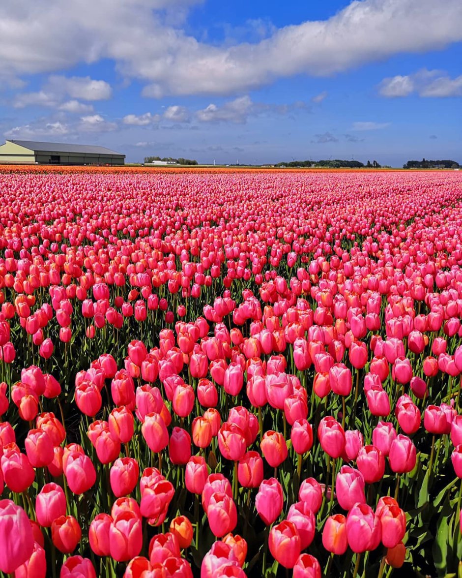 Голландские тюльпаны поля Голландии тюльпановые поля Голландии