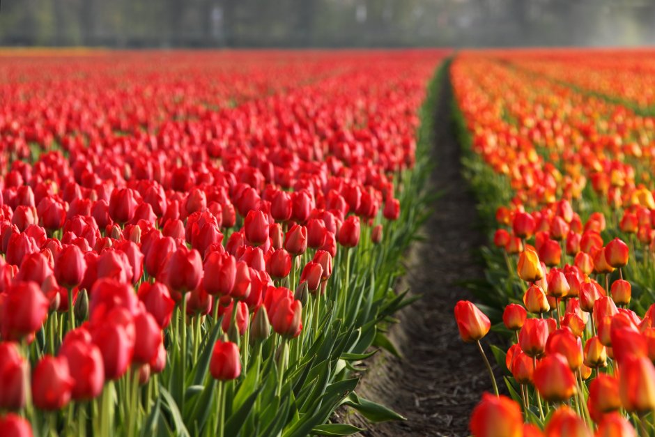 Тюльпаны красные плантация Голландия