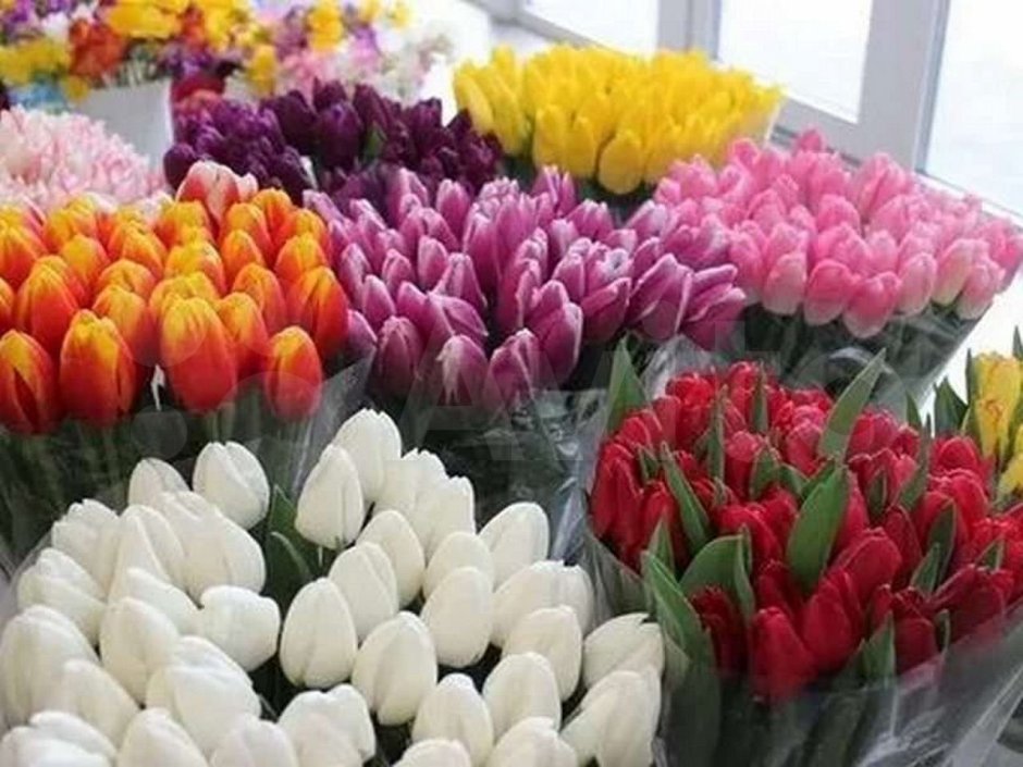 Тюльпаны разных расцветок