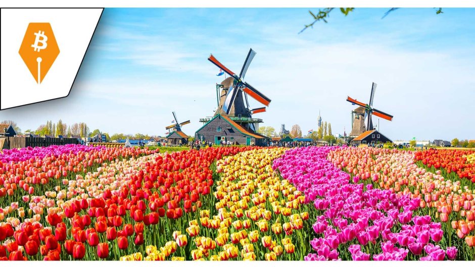 Нидерланды тюльпаны и паровоз