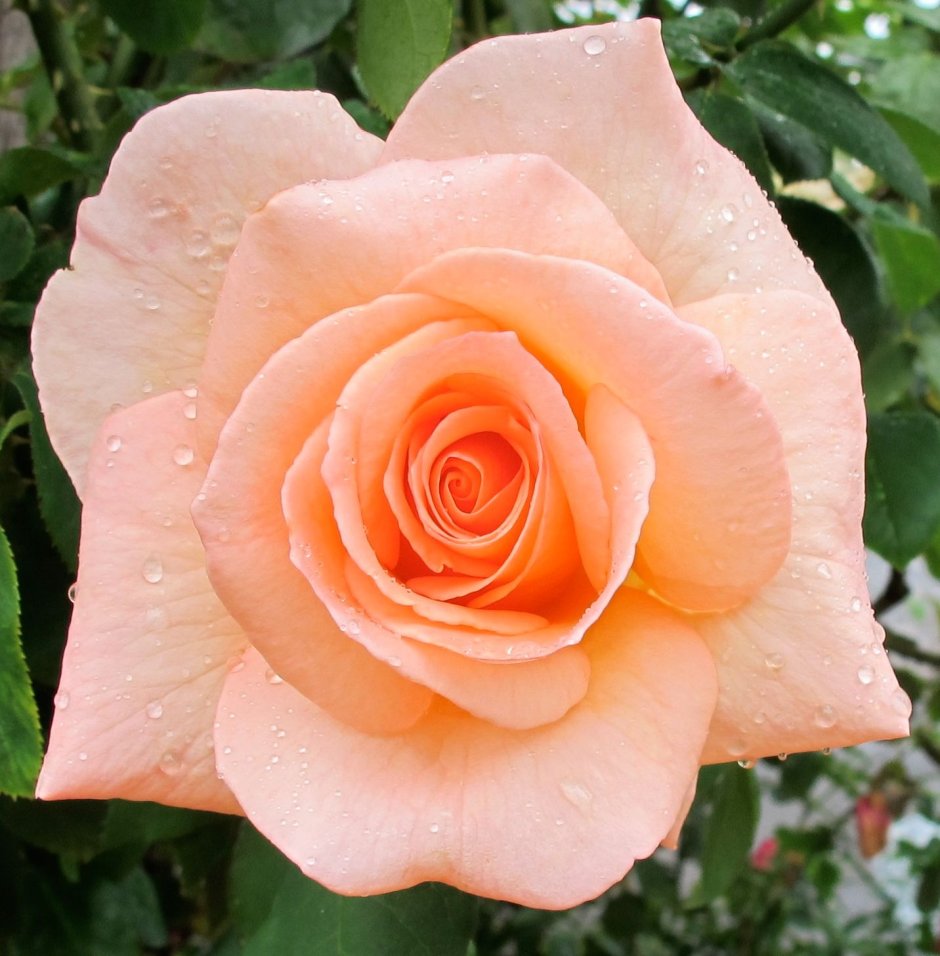 Роза Apricot Nectar
