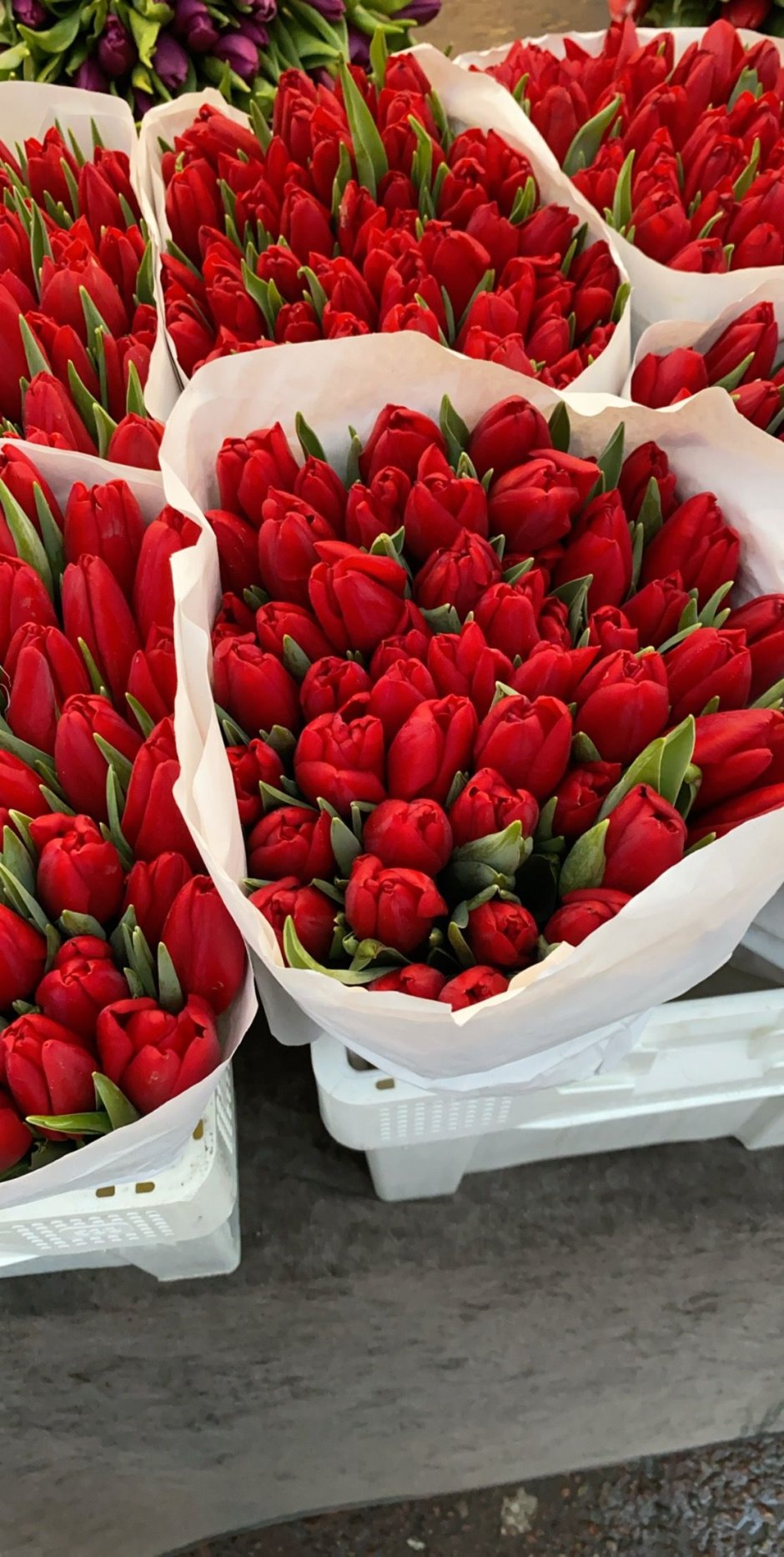 Красные тюльпаны Эстетика