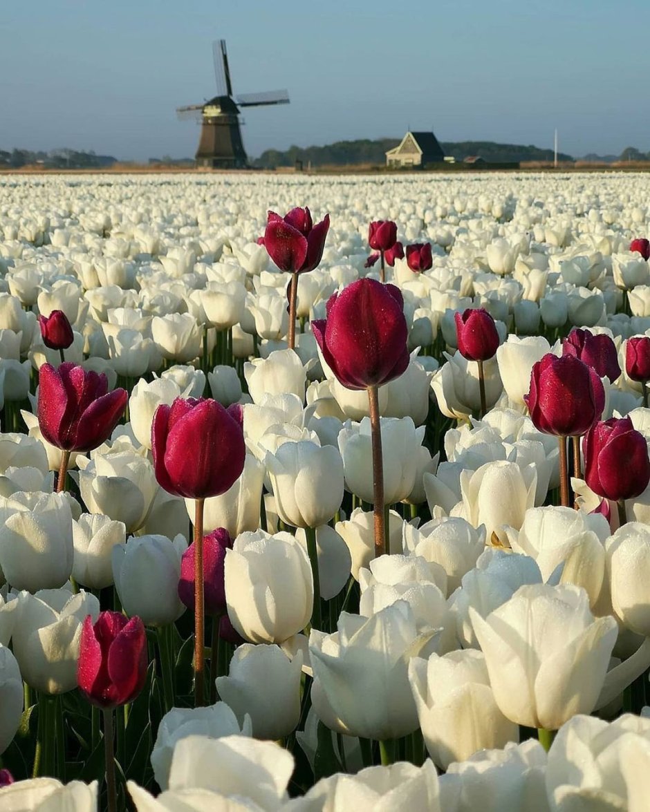 Родина тюльпанов Голландия