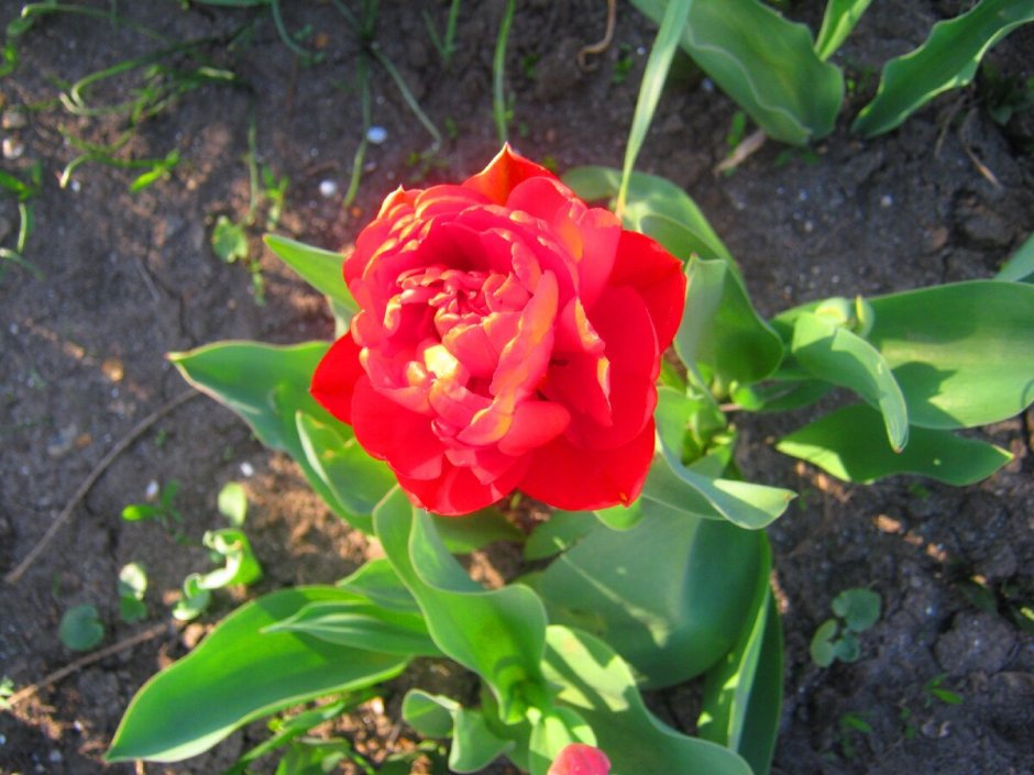Разбор красного махрового тюльпана