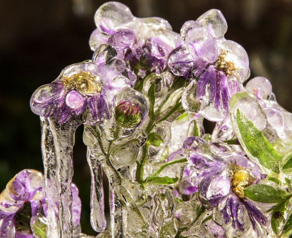Замороженные цветы во льду