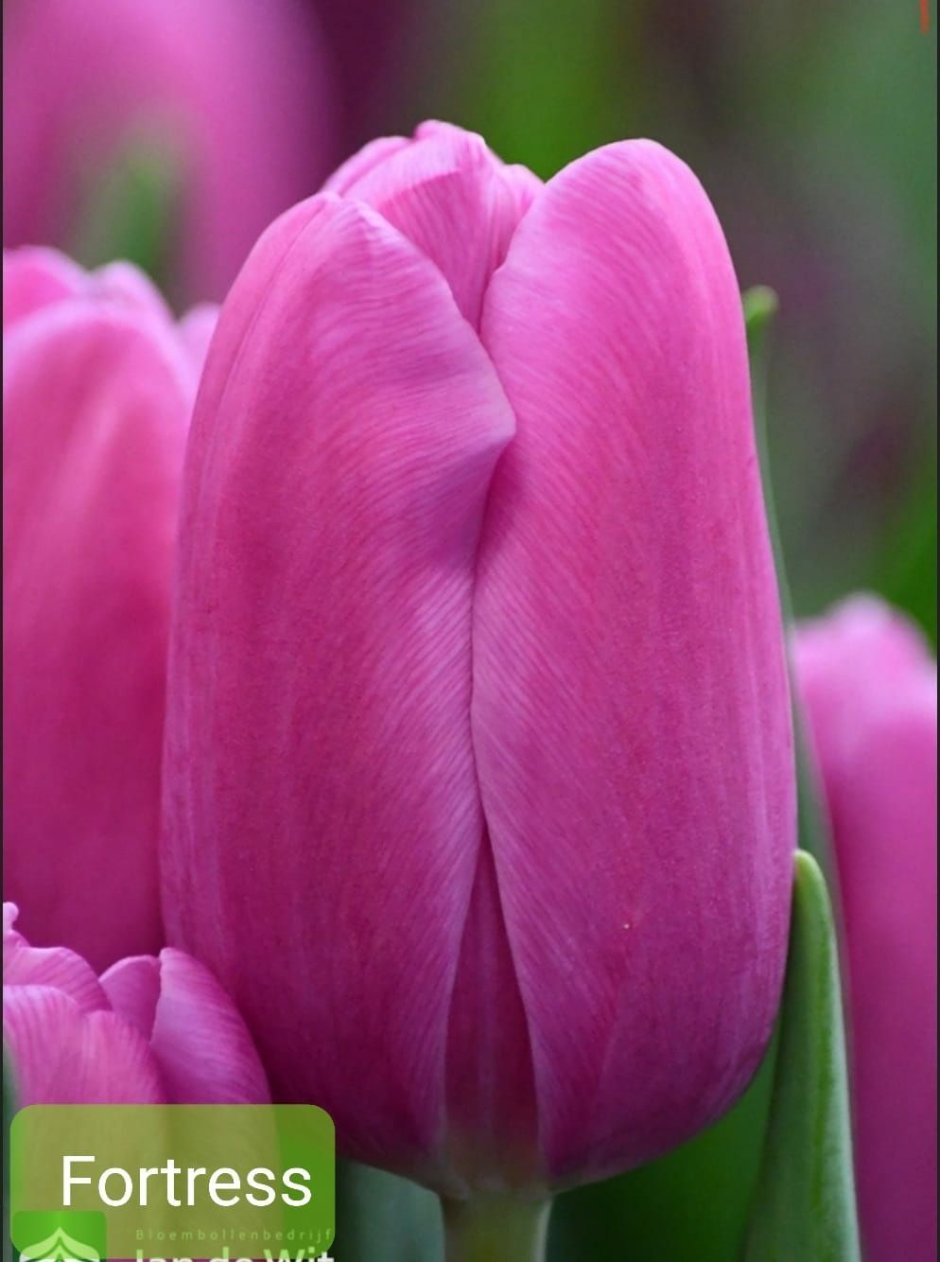 Tulipa Fortress тюльпан