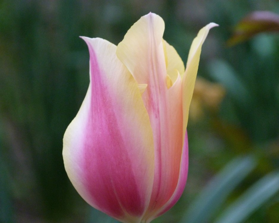 Тюльпан blushing Lady