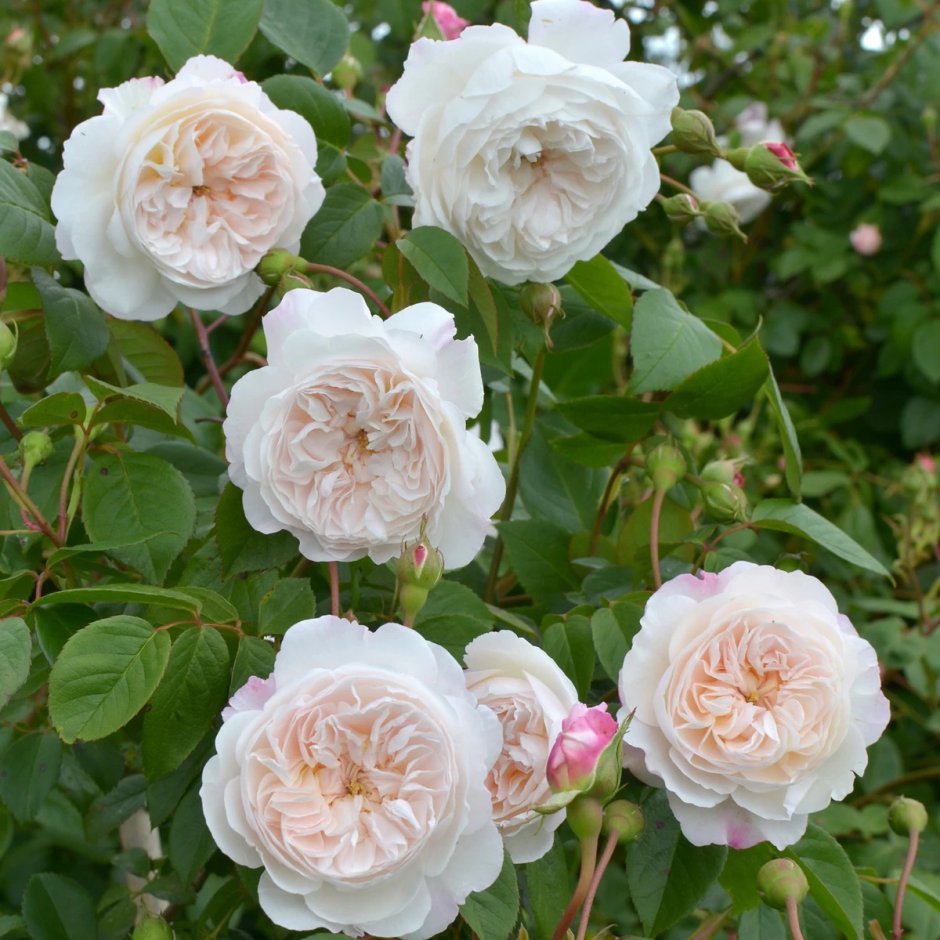 The Albrighton rambler роза