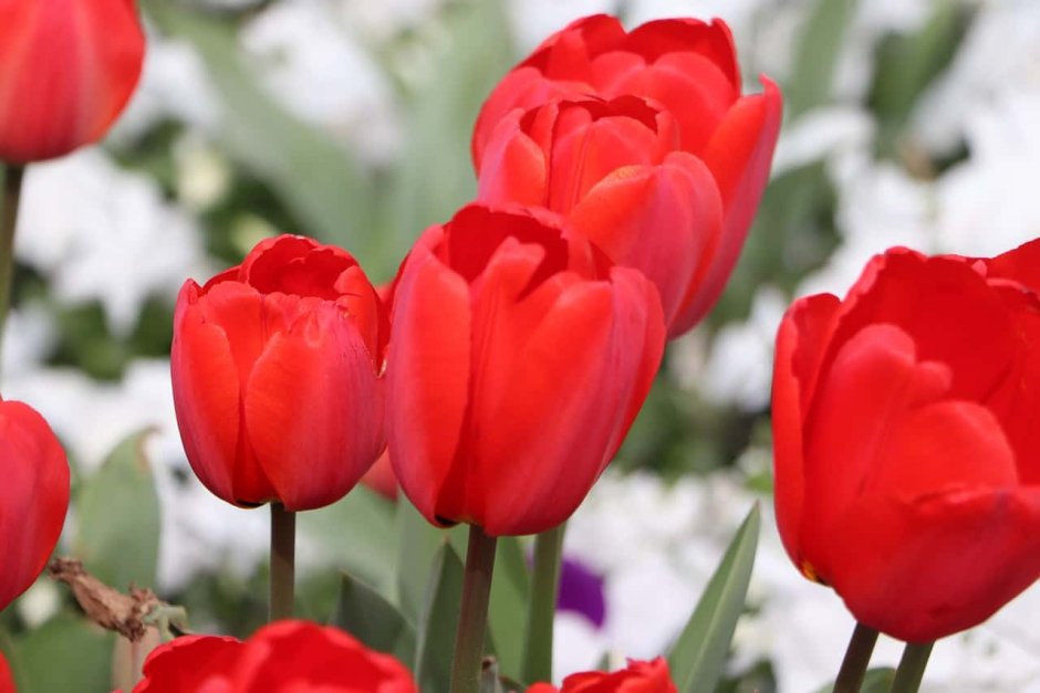Red impression тюльпан