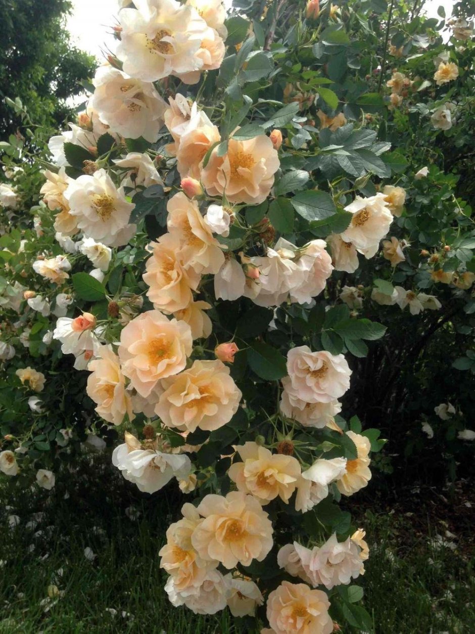 Роза плетистая Голден климбер желтая