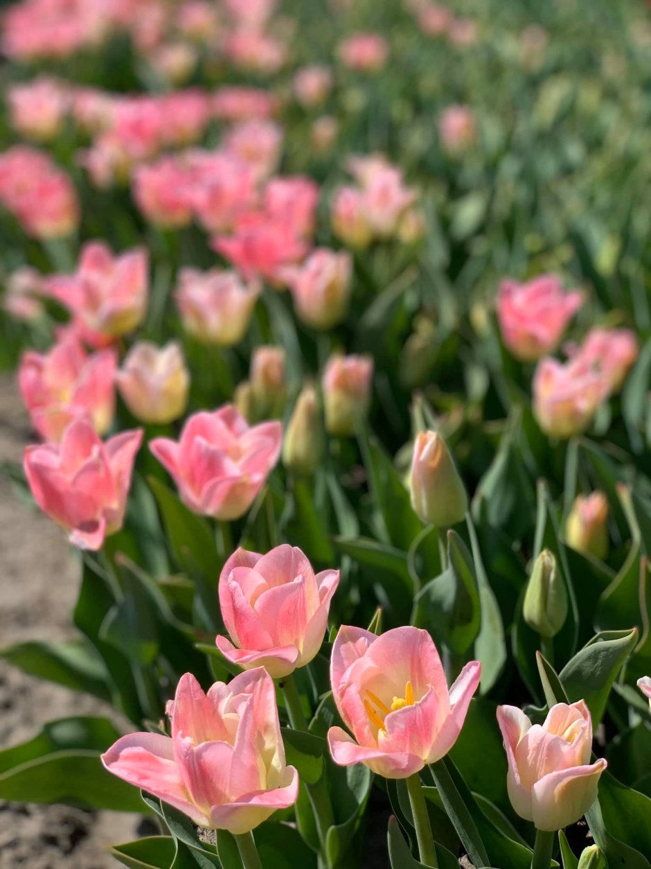Тюльпан Дример Tulipa Dreamer