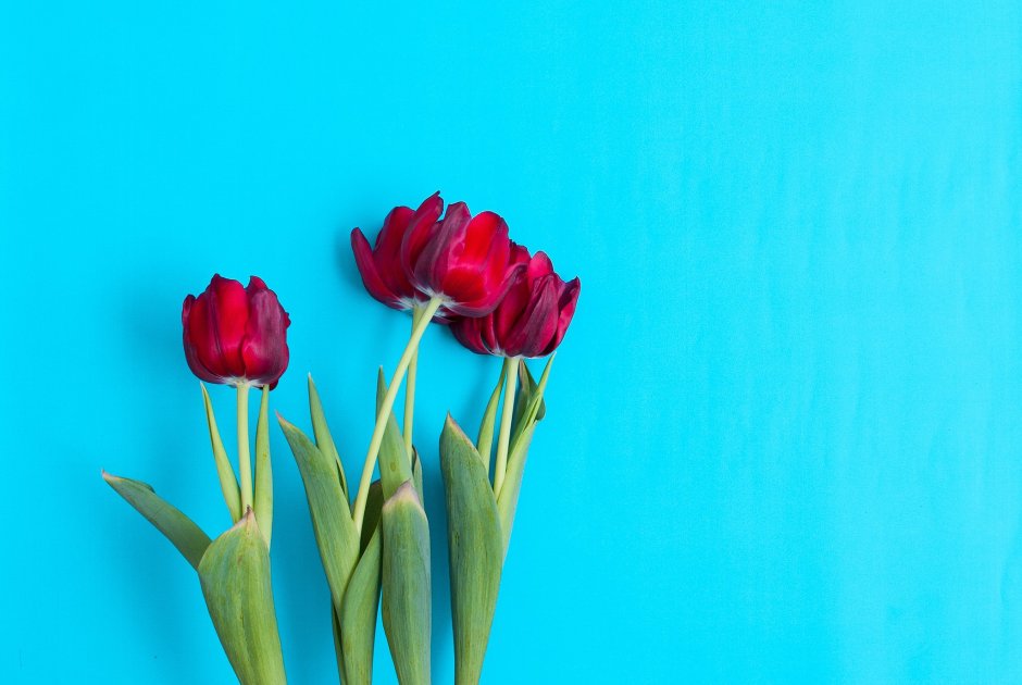 Красные тюльпаны на голубом фоне