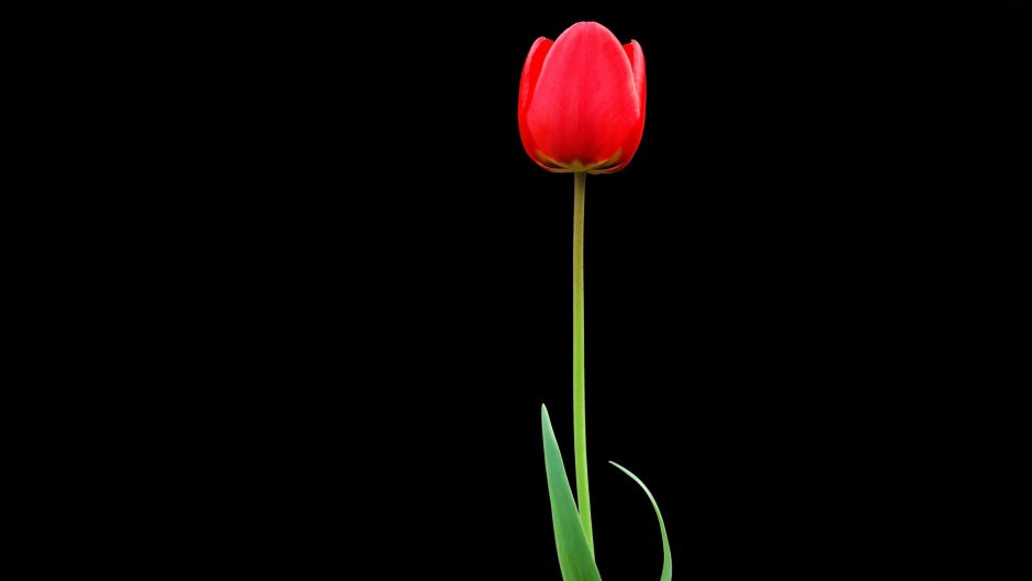 Красные тюльпаны на черном фоне