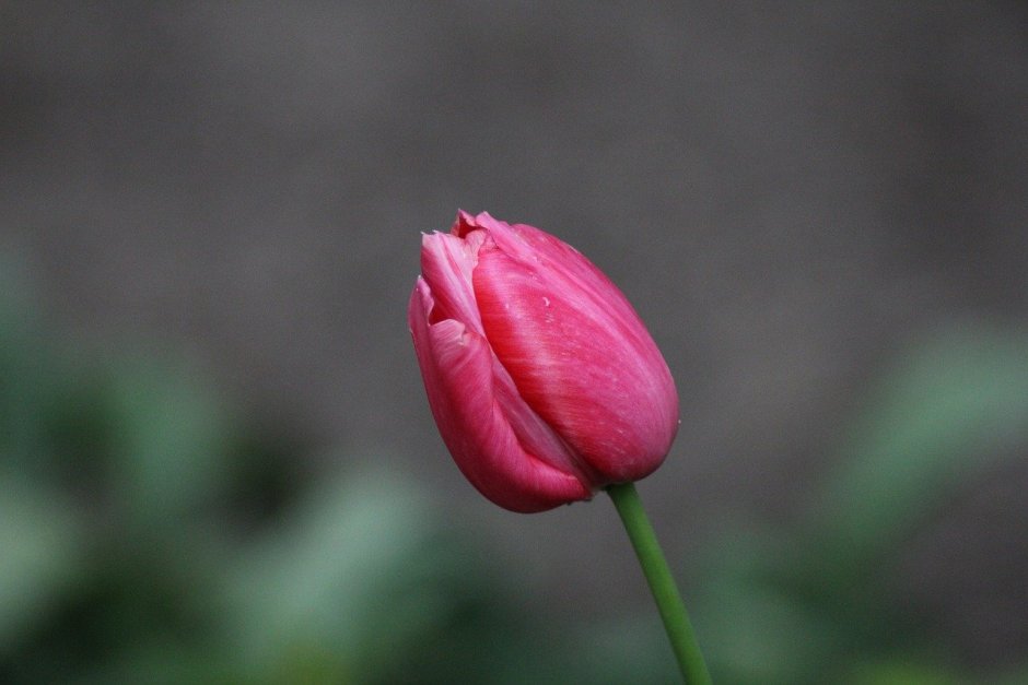 Открытый и закрытый бутон тюльпана на одном снимке