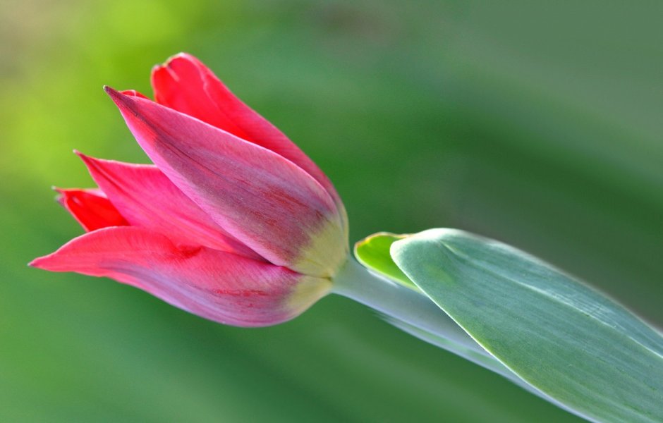 Лист тюльпана