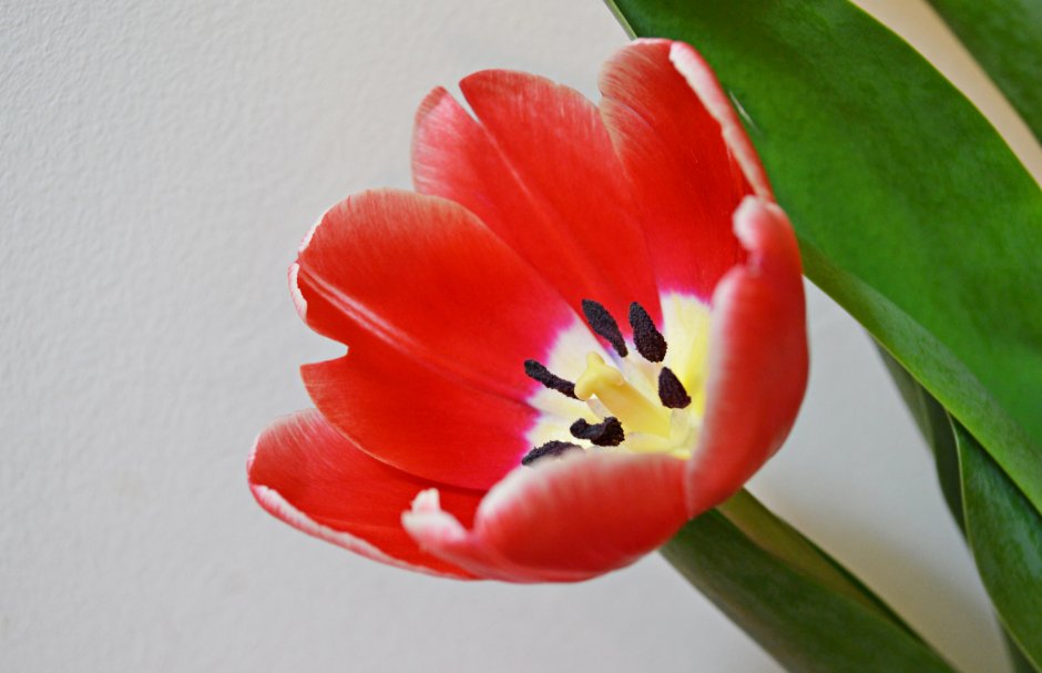 Листок тюльпана