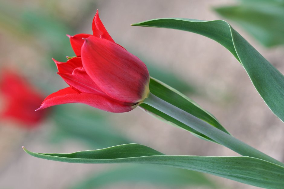 Остролистный тюльпан