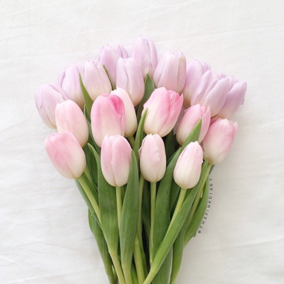 Нежно розовые тюльпаны букет