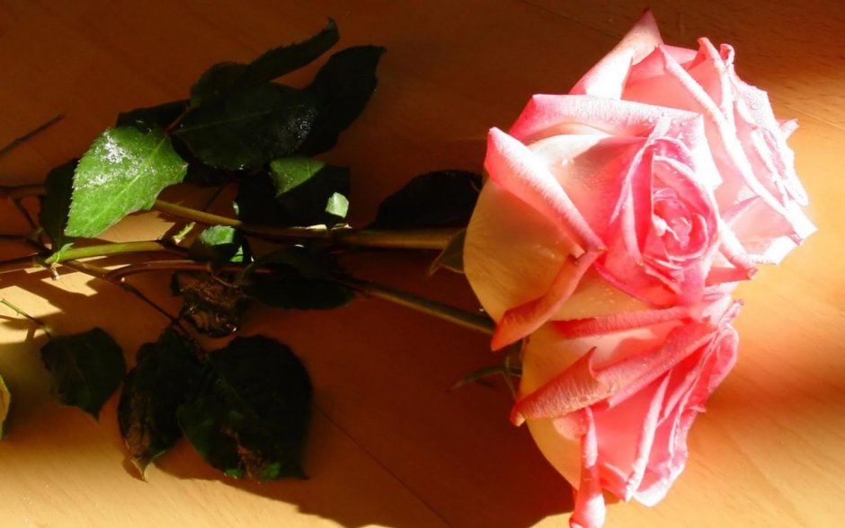 Розы на столе