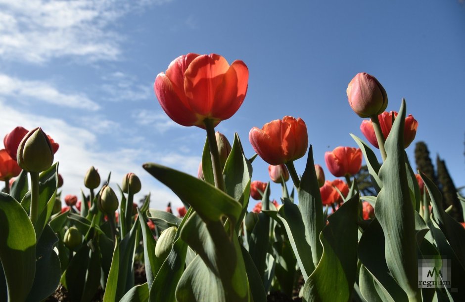 Ботанический сад парад тюльпанов