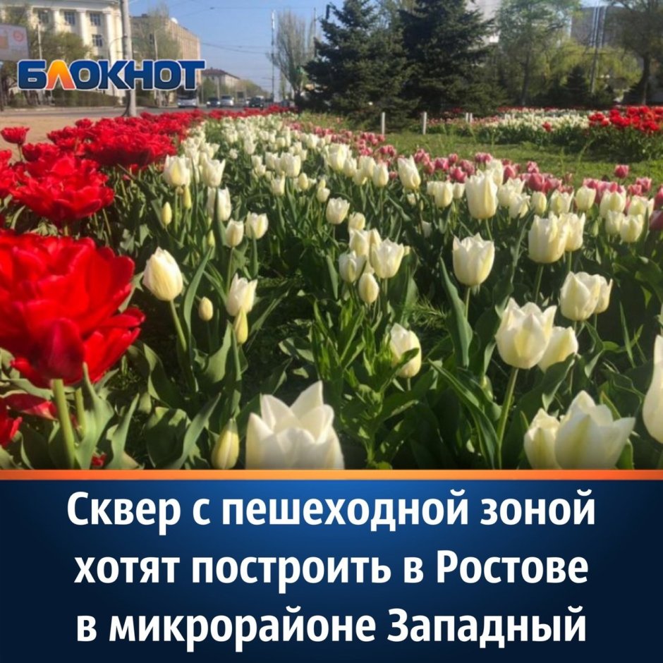 Аллея тюльпанов в Ростове парк Островского