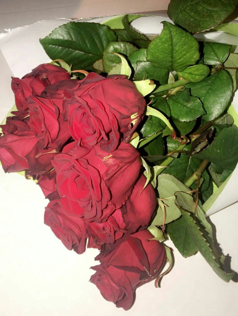 Роза красная домашняя