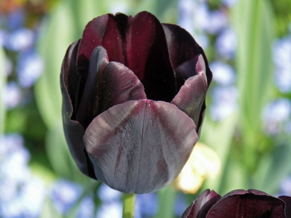 Tulipa Black Comet