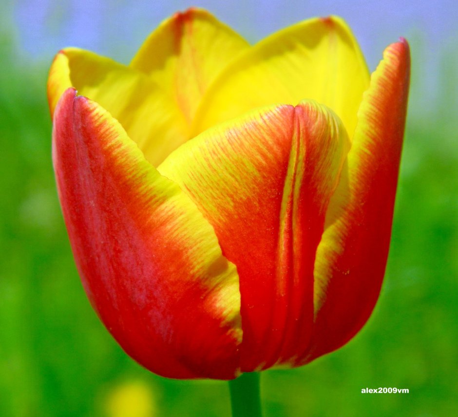 Тюльпан Афганский желтый