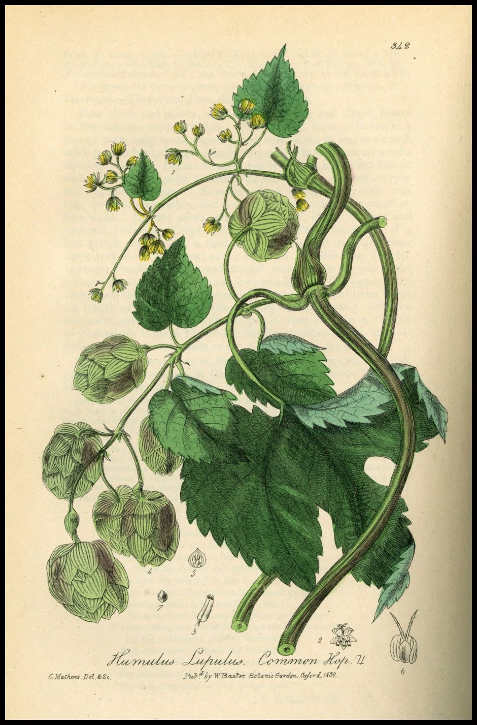 Humulus lupulus гербарий