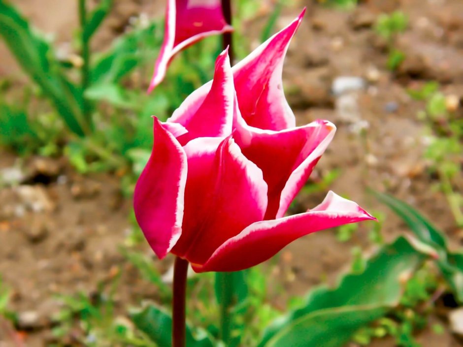 Тюльпан Геснера (Tulipa gesneriana).