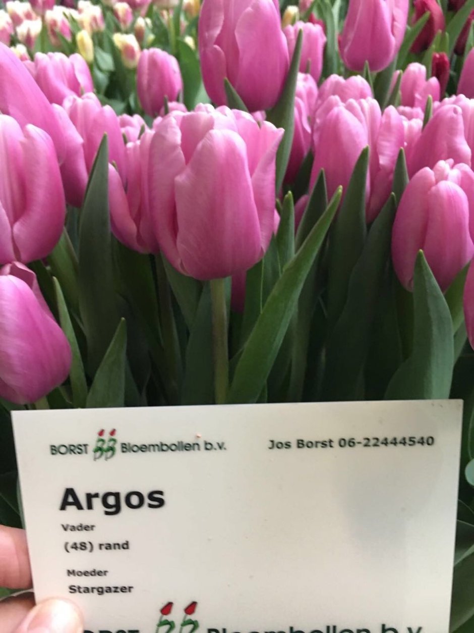 Сорт тюльпанов Argos