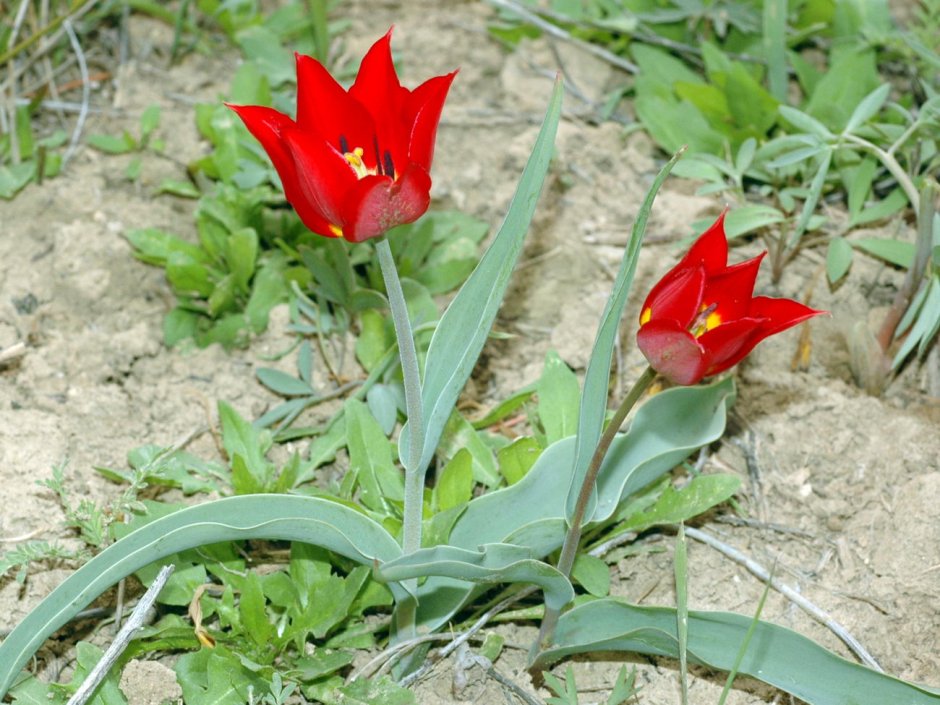 Красные тюльпаны Геснера