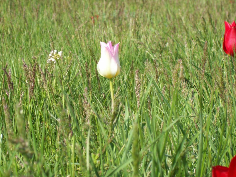 Цветение тюльпанов Геснера в Саратовской области