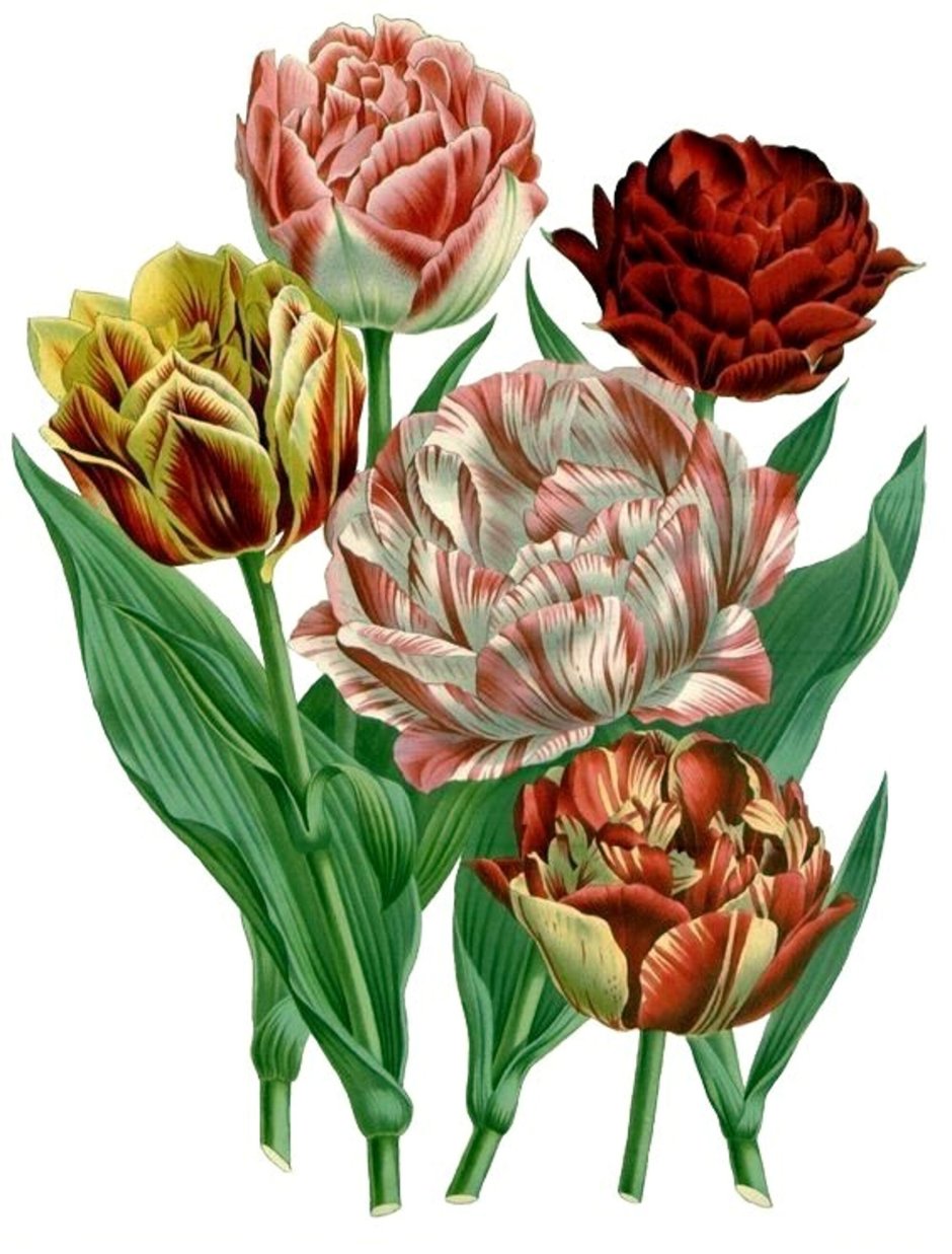 Тюльпан Ботанический атлас