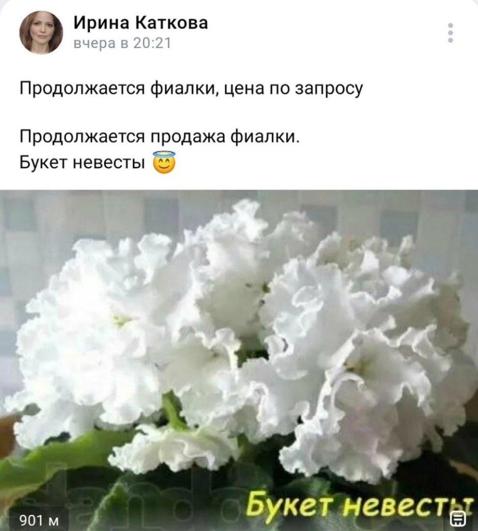 Фиалка сорт невеста