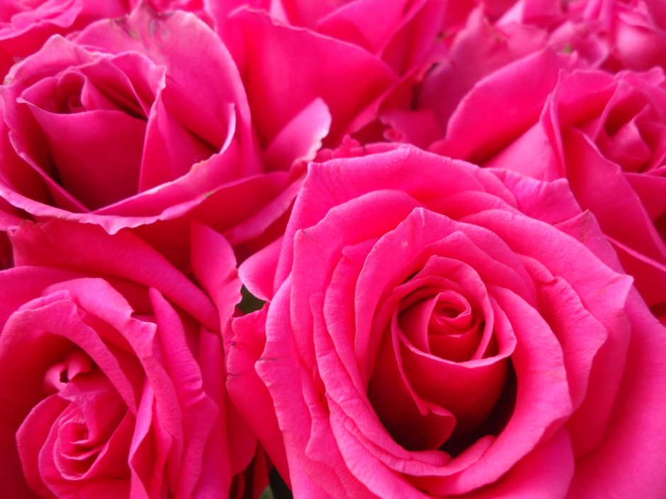 Красивые розы цвета фуксии