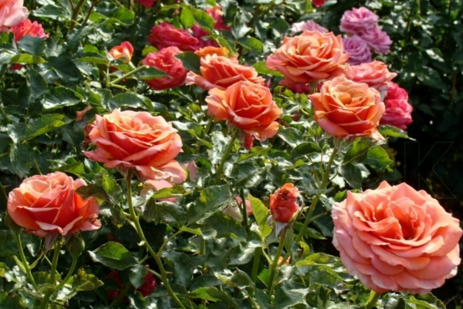 Роза роза Маргарет Уильямс
