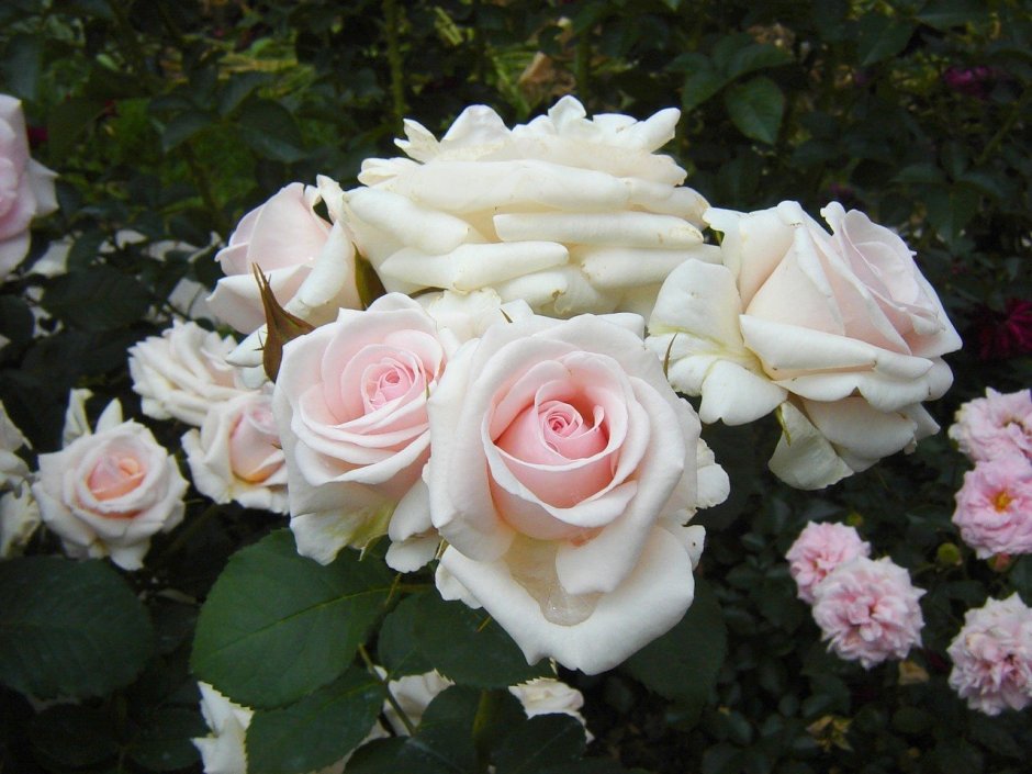 Роза флорибунда Бельмонт